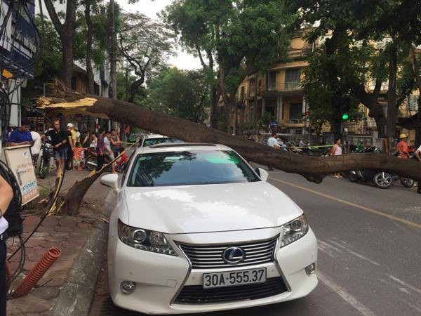 Hà Nội: Xe Lexus bất ngờ bị cây đổ đè bẹp trên phố - 2 Theo quan sát phần gốc cây đã bị bật tung lên khỏi mặt đất.