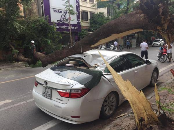 Hà Nội: Xe Lexus bất ngờ bị cây đổ đè bẹp trên phố - 1 Cây phượng bật gốc đè bẹp dúm xế hộp Lexus.