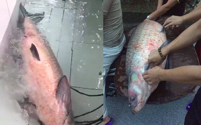 Trắm đen khổng lồ to hơn người: Huyền thoại "thủy quái" hồ Thác Bà - 14 Trắm đen khổng lồ to hơn người: Huyền thoại "thủy quái" hồ Thác Bà - 14