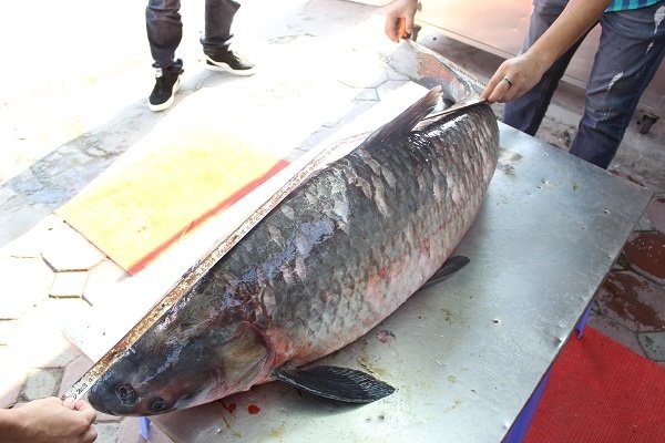 Trắm đen khổng lồ to hơn người: Huyền thoại "thủy quái" hồ Thác Bà - 16
Được biết, con cá này sau đó đã được bán cho một nhà hàng tại Hà Nội.
