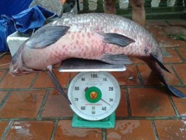 Trắm đen khổng lồ to hơn người: Huyền thoại "thủy quái" hồ Thác Bà - 18
Vào tháng 5/ 2016, một người đánh cá trên hồ Thác Bà (Yên Bái) bắt được một con cá trăm đen nặng 34kg.