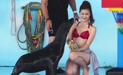 Gia thế MC mặc bikini dẫn World Cup, số tiền “khủng” chồng Hồng Nhung chu cấp hậu ly hôn - 4 Trong nhiều show bình luận Word Cup 2018 của một kênh truyền hình Việt, nữ MC gợi cảm Thu Hằng đã thu hút sự chú ý và tranh cãi khi diện bikini, dự đoán tỷ số cùng chú hải cẩu.