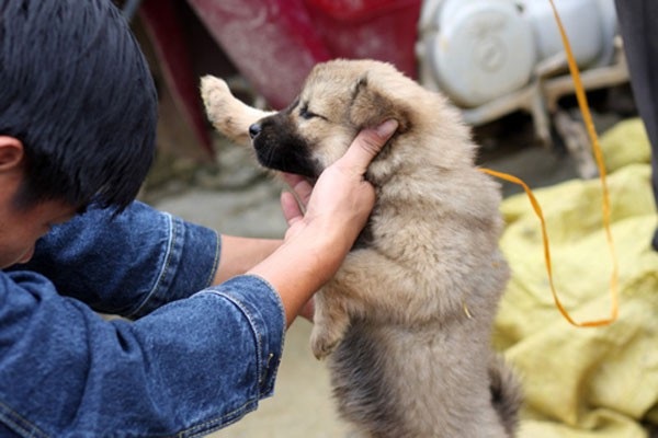 Cún cưng thời thơ ấu! - 1
Thời thơ ấu, đứa trẻ quê nào cũng có một chú con làm bạn. (Ảnh: Internet)