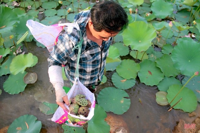 Hết mùa hoa sen, hái đài sen vẫn thu được tiền triệu/ngày - 4 Hết mùa hoa sen, hái đài sen vẫn thu được tiền triệu/ngày - 4
