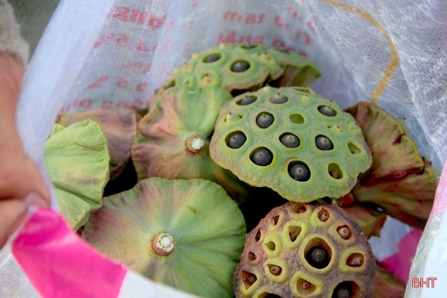 Hết mùa hoa sen, hái đài sen vẫn thu được tiền triệu/ngày - 5 Hết mùa hoa sen, hái đài sen vẫn thu được tiền triệu/ngày - 5