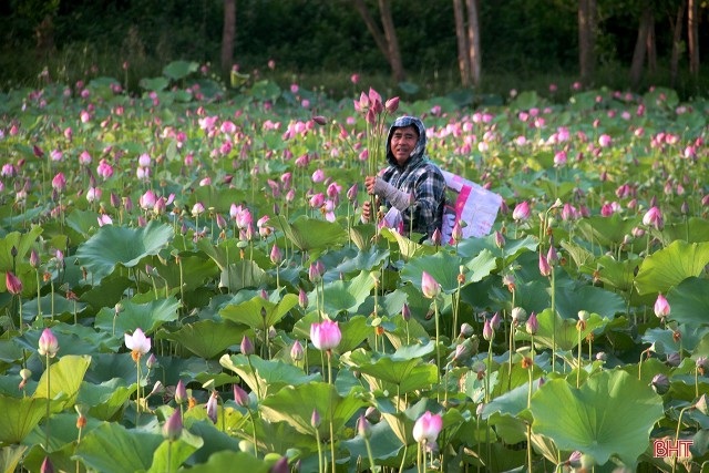 Hết mùa hoa sen, hái đài sen vẫn thu được tiền triệu/ngày - 1 Hết mùa hoa sen, hái đài sen vẫn thu được tiền triệu/ngày - 1