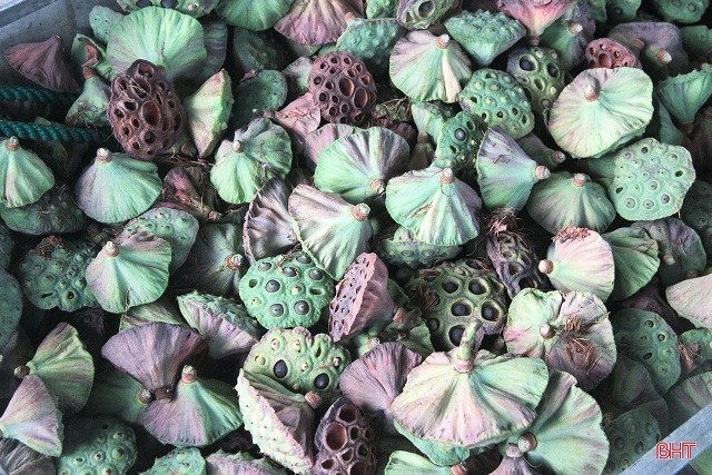 Hết mùa hoa sen, hái đài sen vẫn thu được tiền triệu/ngày - 7 Hết mùa hoa sen, hái đài sen vẫn thu được tiền triệu/ngày - 7