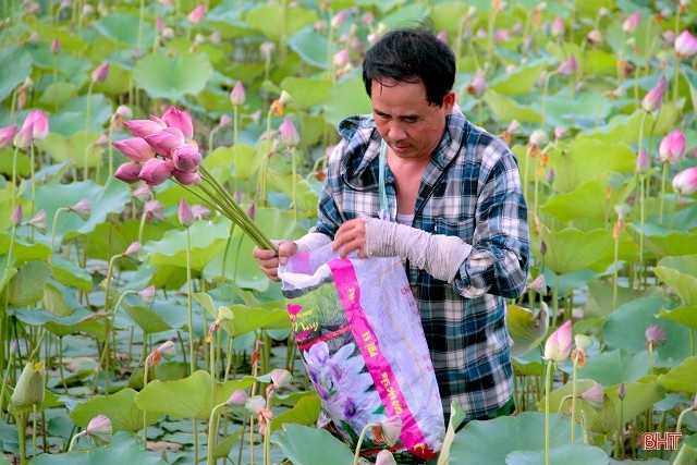 Hết mùa hoa sen, hái đài sen vẫn thu được tiền triệu/ngày - 2 Hết mùa hoa sen, hái đài sen vẫn thu được tiền triệu/ngày - 2