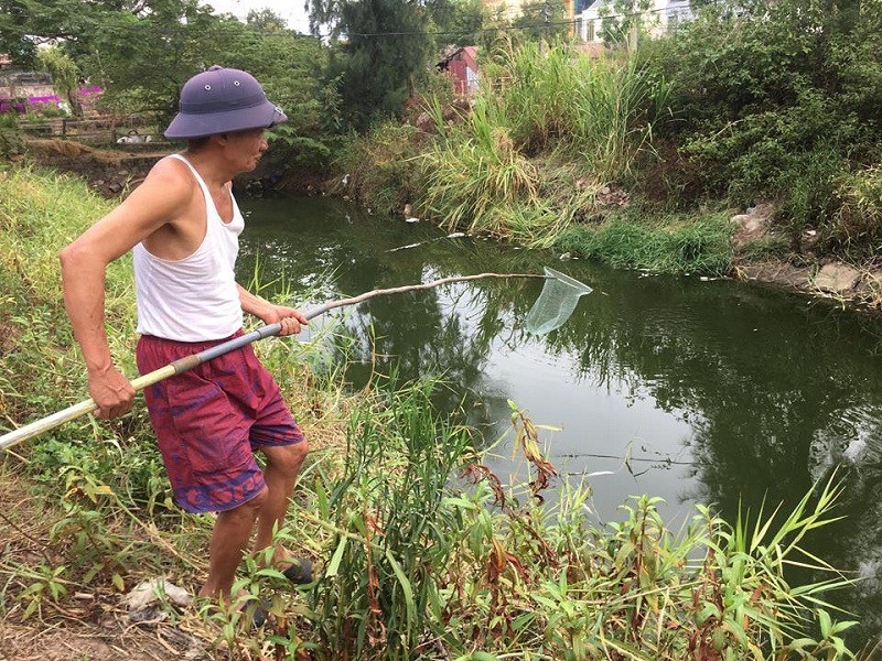 Cá chết nổi trắng kênh - 6 Để tránh ô nhiễm, nhiều người dân tại phường Hải Thành đã phải dùng vợt để thu gom cá chết đưa đi tiêu huỷ.