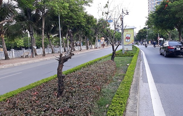 Hàng loạt cây đào đã chết khô dọc tuyến đường Lạc Long Quân