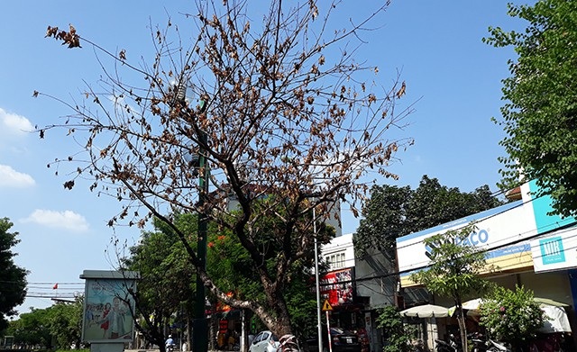Hà Nội: Hàng loạt gốc đào cổ chết khô trên đường Lạc Long Quân - 5