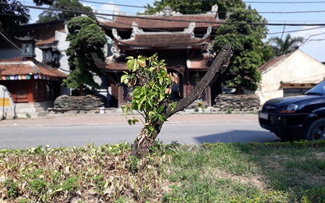 Hà Nội: Hàng loạt gốc đào cổ chết khô trên đường Lạc Long Quân - 7