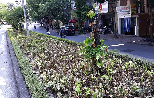 
Cây đào chết khô trở thành cọc cho cây khác bò lên.
