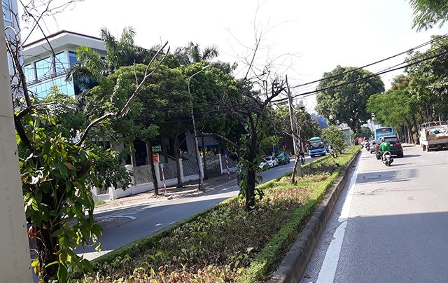 Hà Nội: Hàng loạt gốc đào cổ chết khô trên đường Lạc Long Quân - 9