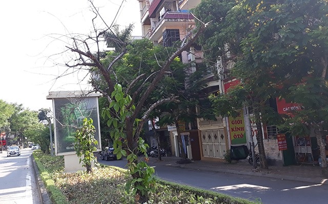 Hà Nội: Hàng loạt gốc đào cổ chết khô trên đường Lạc Long Quân - 3