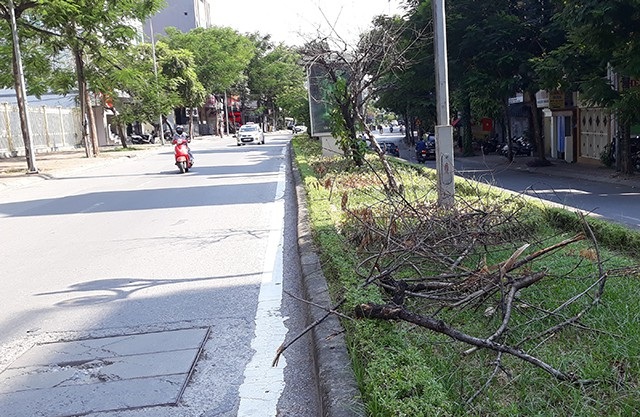 Hà Nội: Hàng loạt gốc đào cổ chết khô trên đường Lạc Long Quân - 11