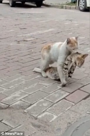 Cảm động khoảnh khắc mèo quyết tâm kéo xác của bạn đến nơi an toàn - 1 Chú mèo kéo lê xác bạn của mình đến nơi an toàn khiến nhiều người cảm động