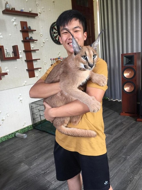 Đại gia chơi ngông “săn” quái thú về làm thú cưng trong nhà - 1 Mỗi bé Linh miêu tai đen có giá khoảng 200 triệu.
