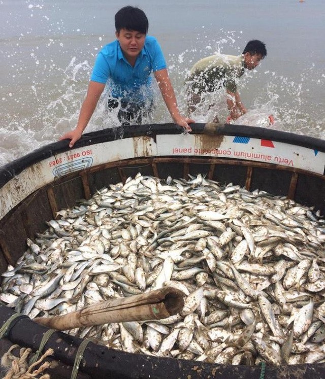 Đìu hiu biệt thự triệu đô của Trịnh Xuân Thanh và cá lại chết trắng Hồ Tây - 4 Sáng 12/7, một số ngư dân ở Hà Tĩnh bất ngờ trúng một mẻ cá mòi (trích bầu) hơn 1 tấn. Đây được xem là mẻ lưới may mắn, kỷ lục nhất từ nhiều năm trở lại đây đối với ngư dân vùng này. (Ảnh: Xuân Sinh)