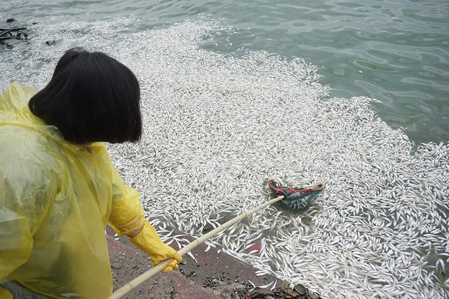 Đìu hiu biệt thự triệu đô của Trịnh Xuân Thanh và cá lại chết trắng Hồ Tây - 7 Từ ngày 7/7, hồ Tây lại có hiện tượng cá chết hàng loạt. Lượng cá chết không nhiều như đợt năm 2016 nhưng cũng đủ nổi lên tụ thành mảng trắng dạt vào ven bờ. (Ảnh: Trần Thanh)
