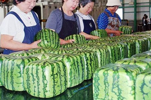 Cây trám núi rừng Việt Nam, đại gia Trung Quốc bao trọn 10 năm ăn quả - 1
Dưa hấu vuông là loại dưa nổi tiếng ở Nhật Bản và có giá rất đắt đỏ