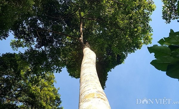 Cây trám núi rừng Việt Nam, đại gia Trung Quốc bao trọn 10 năm ăn quả - 2
Cây trám có thân mượt, khó trèo, cành lá sum suê và cao gần 20m.