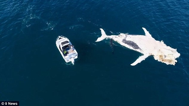 Nhóm du khách dùng mỏ neo trên thuyền để đẩy xác cá voi ra xa