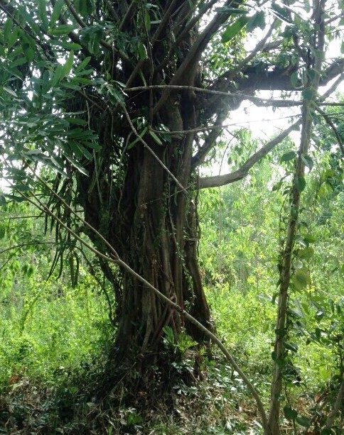 Cây "khủng" bị tạm giữ ở Quảng Ngãi thực tế vẫn đang sống ở... Phú Yên? - 1 Cây đa sộp của ông Nguyễn Mẹo vẫn đang sống xanh tốt (ảnh Chi cục Kiểm lâm tỉnh Phú Yên cung cấp)