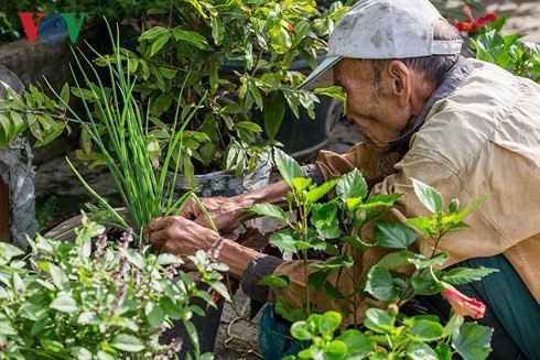 Đời thường của anh hùng “phi công nông dân“ - 5 Xung quanh nhà, ông Bảy trồng những loại rau củ để dùng trong gia đình hàng ngày.