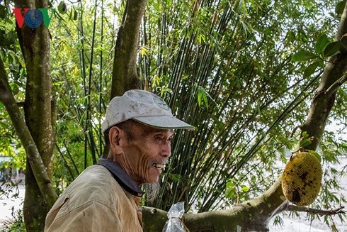 Đời thường của anh hùng “phi công nông dân“ - 6 Ông Bảy khoe trái cây vườn nhà rất an toàn khi dùng.