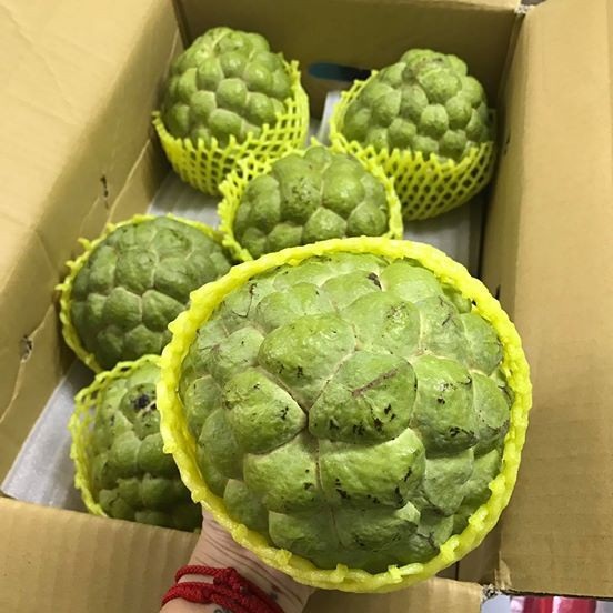 Cơn “sốt” hoa quả ngoại: Dưa hấu 4 triệu, na “khổng lồ” 300 ngàn/quả - 6 Lý giải về mức giá được xem là khá đắt đỏ, nhiều chủ cửa hàng này cho hay, na Đài Loan được trồng theo công nghệ cao, không chất bảo quản.