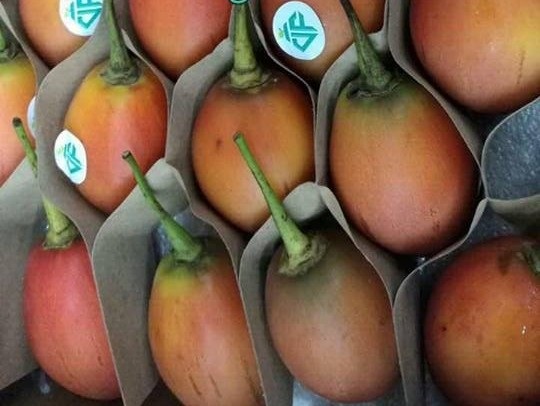 Cơn “sốt” hoa quả ngoại: Dưa hấu 4 triệu, na “khổng lồ” 300 ngàn/quả - 9 Loại cà chua khác lạ đang được bán với mức giá lên đến 1 triệu đồng/kg