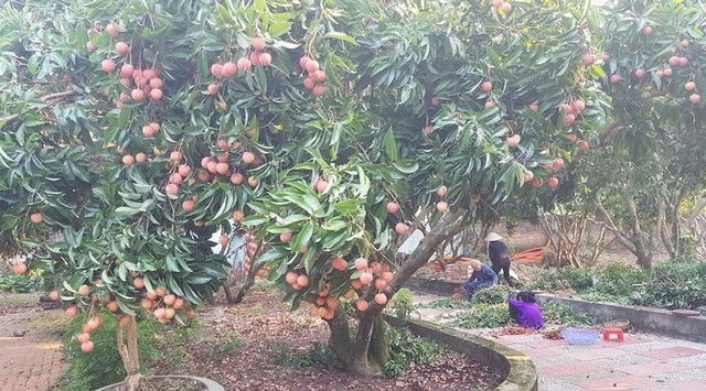 Vụ vải thiều thành công nhất trong lịch sử, Chủ tịch tỉnh Bắc Giang tri ân báo chí! - 1 Vụ vải thiều thành công nhất trong lịch sử, Chủ tịch tỉnh Bắc Giang tri ân báo chí! - 1