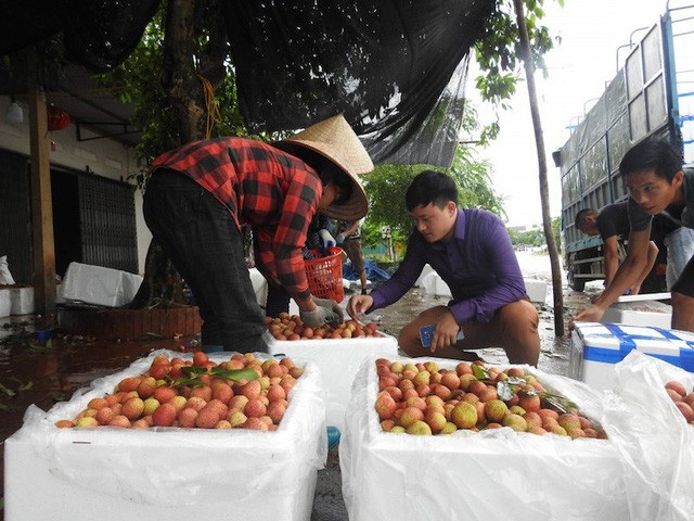 Vụ vải thiều thành công nhất trong lịch sử, Chủ tịch tỉnh Bắc Giang tri ân báo chí! - 2
Tỉnh Bắc Giang có một vụ bải thiều thành công nhất trong lịch sử!