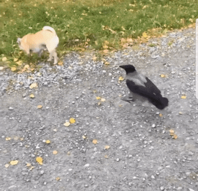 Phản ứng của chú chó cũng đủ hiểu nó đã phải hứng chịu sự đau đớn như thế nào