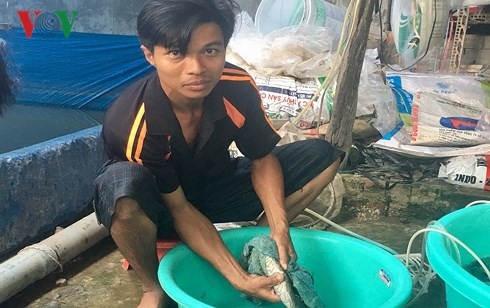 Thu nhập cả tỷ đồng mỗi năm từ mô hình ương giống cá chạch lấu - 1 Anh Trần Thanh Hùng đang vuốt cá chạch lấu cái để lấy trứng chuẩn bị thụ tinh. (Ảnh: Tấn Phong).