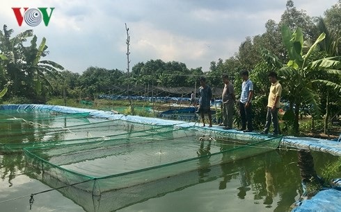 Thu nhập cả tỷ đồng mỗi năm từ mô hình ương giống cá chạch lấu - 3 Nông dân ở nhiều nơi đến tham quan mô hình của anh Hùng và mua cá chạch lấu giống. (Ảnh: Tấn Phong).