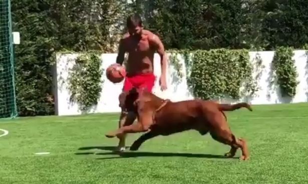 Messi biểu diễn kỹ thuật tuyệt vời với chú chó cưng - 1
Messi tập luyện với chú chó Hulk trước mùa giải mới