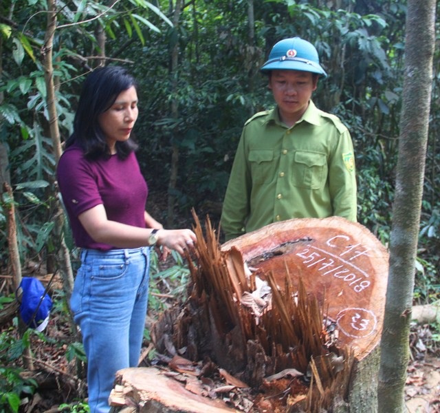 Vụ 23 cây dổi lâu năm bị đốn hạ: Không nghĩ lâm tặc phá rừng ở khu vực hiểm trở?! - 2 Nhiều cây gỗ có đường kính cả hơn 1 mét.