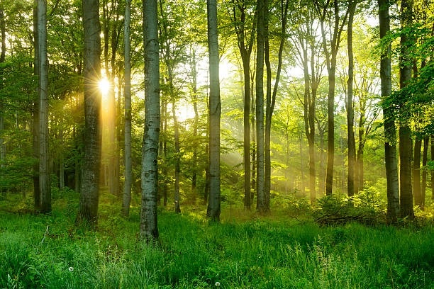 Viên hạt giống – Giải pháp kêu gọi bảo vệ rừng độc đáo của đất nước Kenya - Ảnh 1. Viên hạt giống – Giải pháp kêu gọi bảo vệ rừng độc đáo của đất nước Kenya - Ảnh 1.