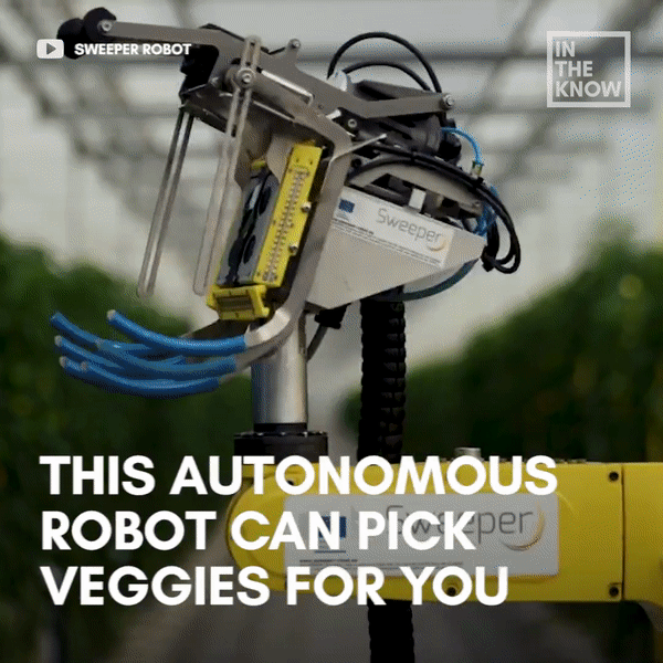 Kỳ thú xem robot “nông dân” làm việc thay con người trong nhà kính - 1 Kỳ thú xem robot “nông dân” làm việc thay con người trong nhà kính - 1
