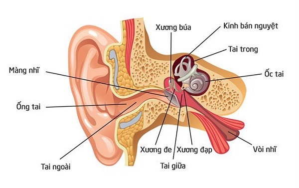 Bác sĩ chuyên khoa chỉ cách phân biệt dấu hiệu bệnh Tai - Mũi - Họng - 1 Bác sĩ chuyên khoa chỉ cách phân biệt dấu hiệu bệnh Tai - Mũi - Họng - 1