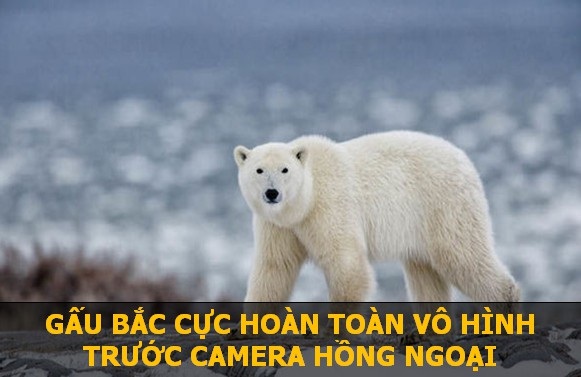 Khám phá nhanh những sự thật khoa học thú vị sẽ khiến bạn phải bất ngờ! - 1 
Để giữ nhiệt, gấu Bắc Cực sở hữu một lớp mỡ và lông cực kỳ dày. Do đó, dù bên trong cơ thể ấm nóng, nhưng phía bề mặt lại có nhiệt độ gần tương đương với băng tuyết ở vùng cực. Chính vì vậy, loài động vật này hoàn toàn hòa lẫn với môi trường và không bị phát hiện bởi các thiết bị tầm nhiệt.