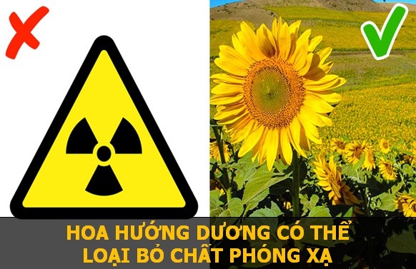 Khám phá nhanh những sự thật khoa học thú vị sẽ khiến bạn phải bất ngờ! - 2 Một số đồng vị phóng xạ có sự tương đồng lớn với chất dinh dưỡng mà hoa Hướng Dương thường sử dụng. Do đó, loài hoa này sẽ hấp thụ luôn các chất phóng xạ đó trong đất, để sử dụng như nguồn thức ăn.
