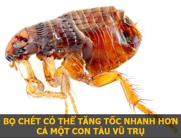 Khám phá nhanh những sự thật khoa học thú vị sẽ khiến bạn phải bất ngờ! - 3 Khi thực hiện một cú bật nhảy, bọ chét có thể đạt độ cao 8 cm chỉ sau 0,001 giây. Gia tốc này thậm chí còn lớn gấp 50 lần các con tàu vũ trụ.