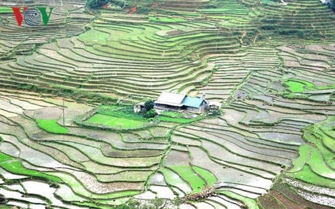 Tây Bắc mùa nước đổ, du lịch ở đâu? - 1 Sắc màu mùa nước đổ bắt đầu ở Tây Bắc khi mùa hạ về.
