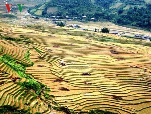 Tây Bắc mùa nước đổ, du lịch ở đâu? - 3 Ruộng bậc thang như những bức họa tô điểm cho xứ sở Tây Bắc.
