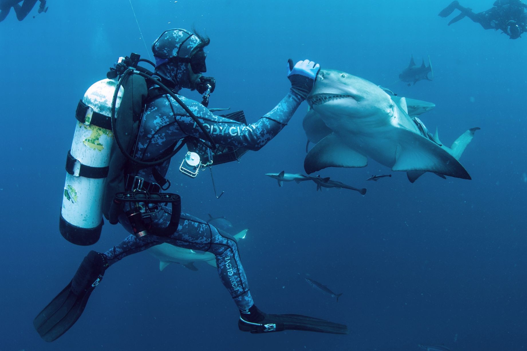 Watch divers dare to "play" with "ocean killers" | Dan Tri Newspaper