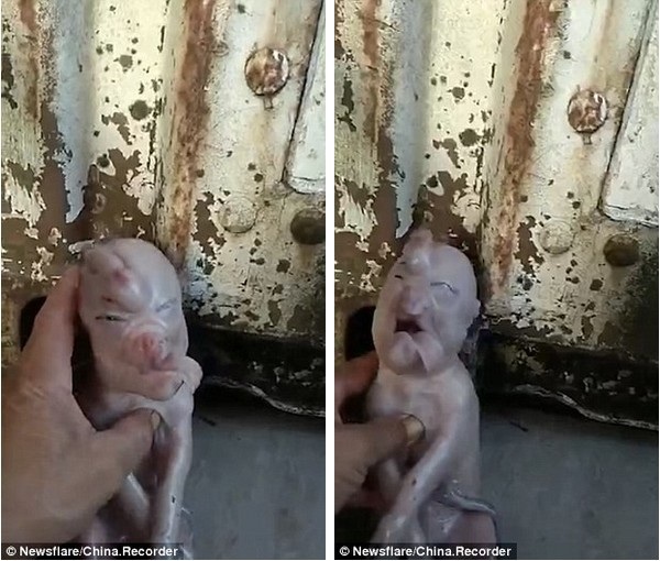 Kinh hãi lợn mới sinh có gương mặt giống... người - 1 Chú heo con có chiếc mũi dài như voi và gương mặt giống như con người