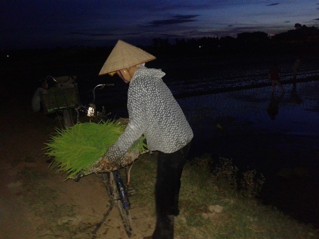 Nắng nóng kỷ lục, người Hà Nội đi... cấy lúa đêm - 2